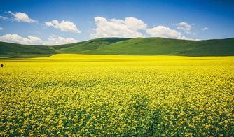 青海2017网红,崛起与影响