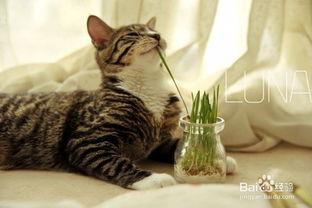 猫咪可以吃冰瓜,冰瓜美食大揭秘