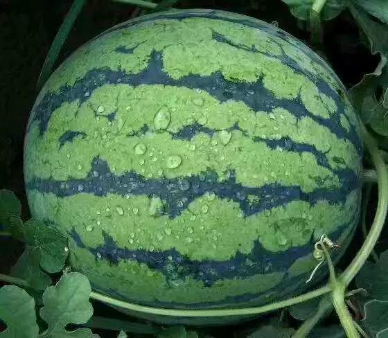 瓜女娃子 天天吃瓜,揭秘娱乐圈的“吃瓜”日常