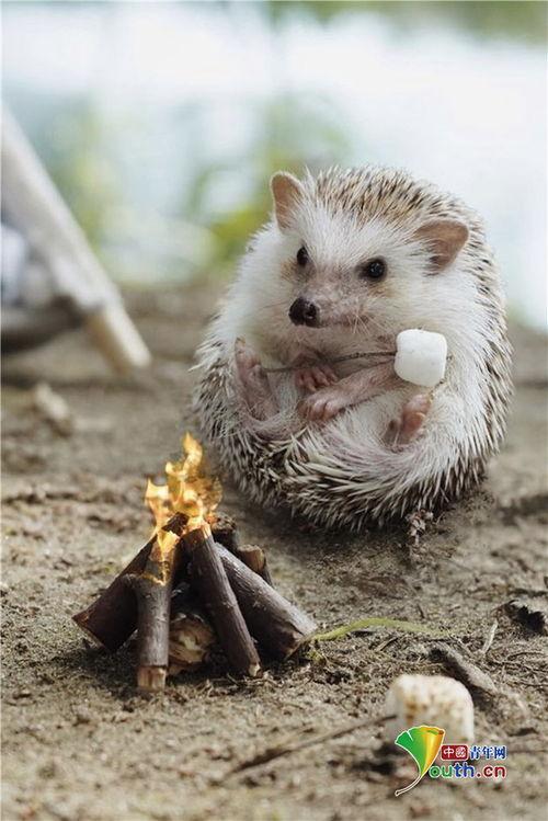 刺猬如何网红,刺猬如何逆袭成为网络红人