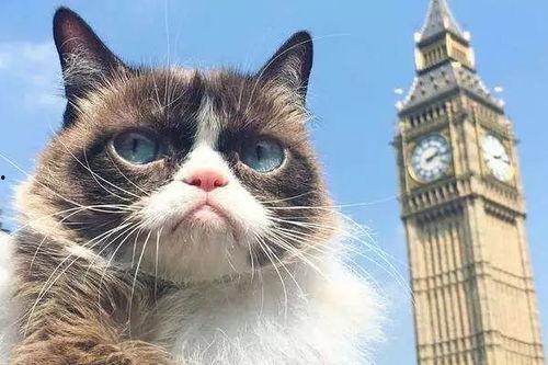 网红猫有那些,萌宠界的明星风采