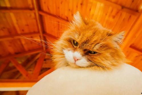 吃瓜房子塌了图片,揭秘“房子塌了”背后的真相