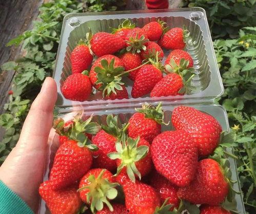 金沙网红草莓园贵不贵,品质之选，价格亲民”