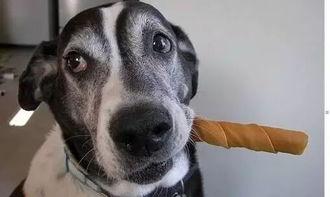 有个学狗的网红,揭秘人与动物间的奇妙互动