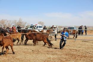 伊金霍洛旗头条苏布尔嘎,探寻历史与现代交融的美丽画卷