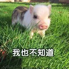 小猪兜儿微博爆料视频,揭秘娱乐圈幕后真相