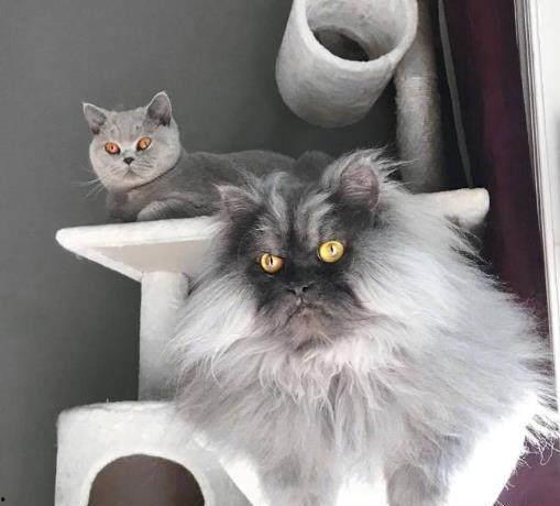 网红大白猫抱枕图片,萌态可掬，温暖你的每一个瞬间