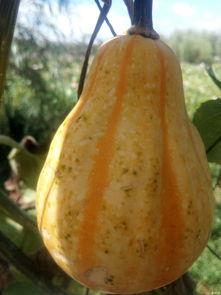 直播盘锦吃瓜,一场别开生面的吃瓜之旅