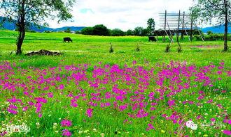 今日头条云南花海在哪里,探寻春意盎然的浪漫之地